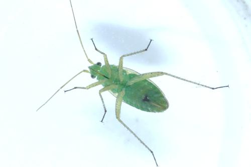Réf. 303 383 : Oncotylus punctipes